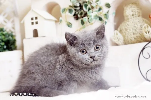 ID：1610-00153の子猫
