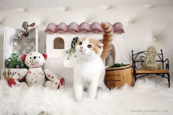 くま 様のお迎えした子猫