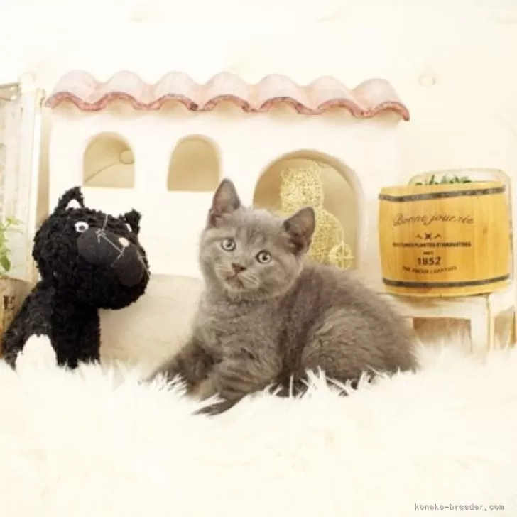 ID：2410-02953の子猫