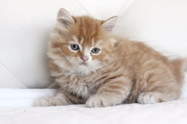 ID：1412-00147の子猫