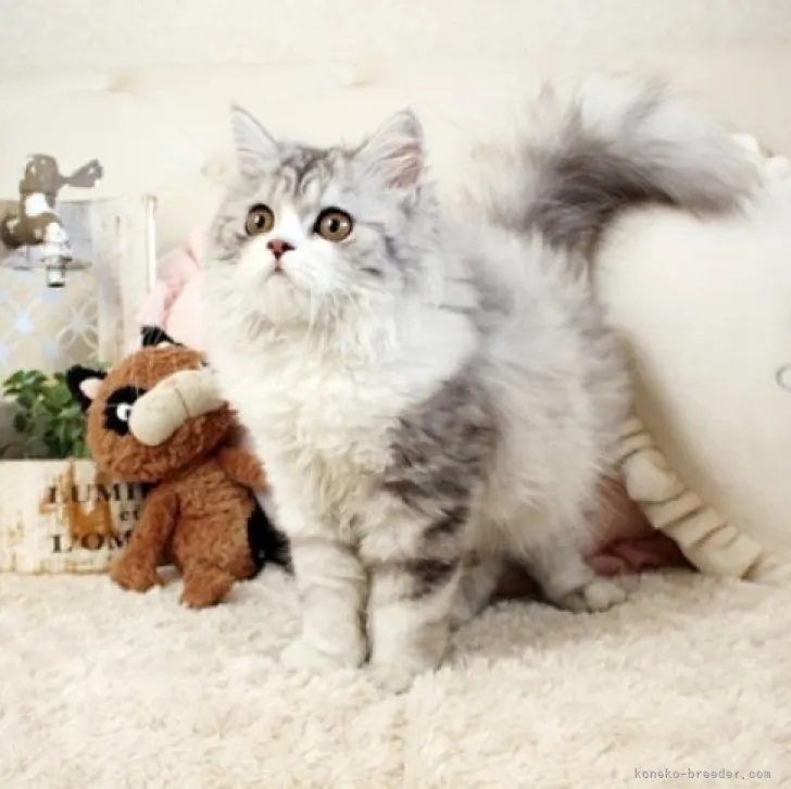 T.W 様のお迎えした子猫