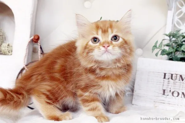 ID：1605-00139の子猫