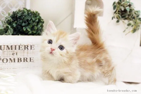 ピーターパン 様のお迎えした子猫