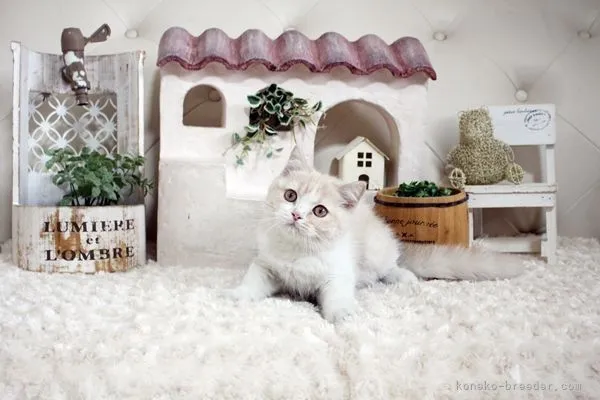 はせりん 様のお迎えした子猫