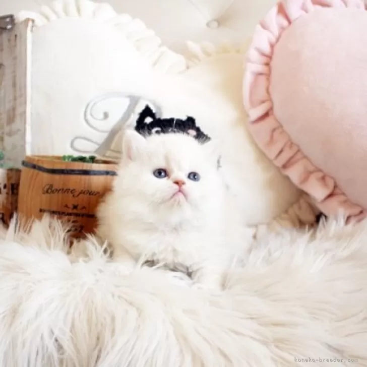 ID:2403-01860の子猫