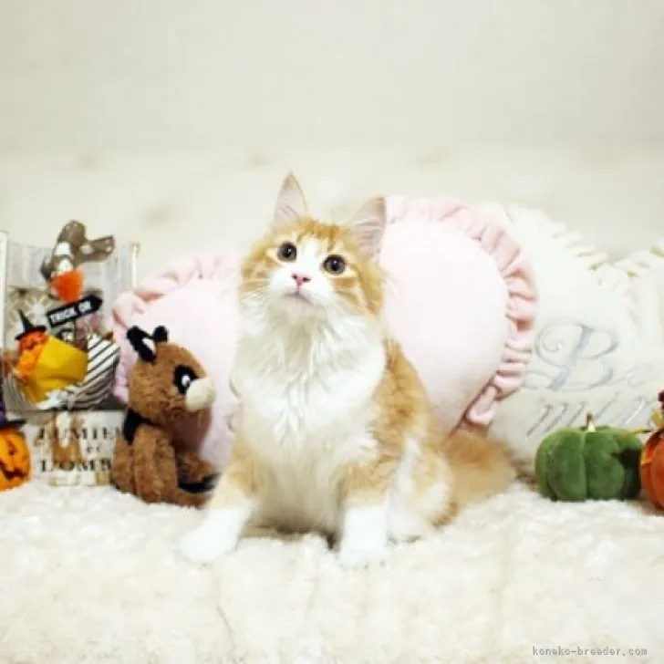 ID:2305-01888の子猫