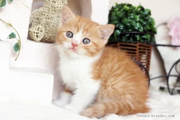 ID:1603-00417の子猫