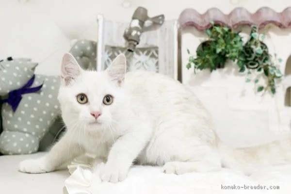 ID:1905-01581の子猫