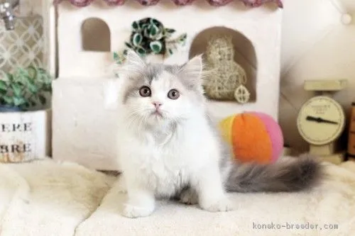 ID：2012-00768の子猫