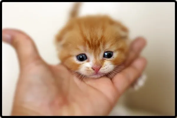 ID:1407-00093の子猫