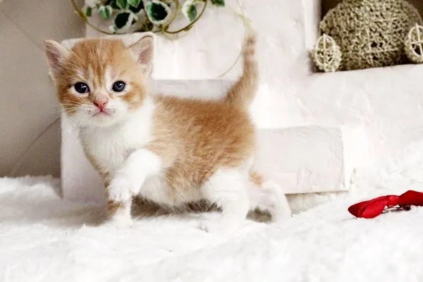 ID:1503-00235の子猫