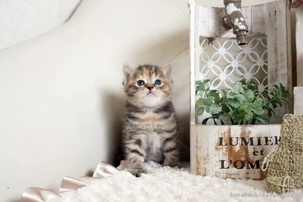マシュマロ 様のお迎えした子猫