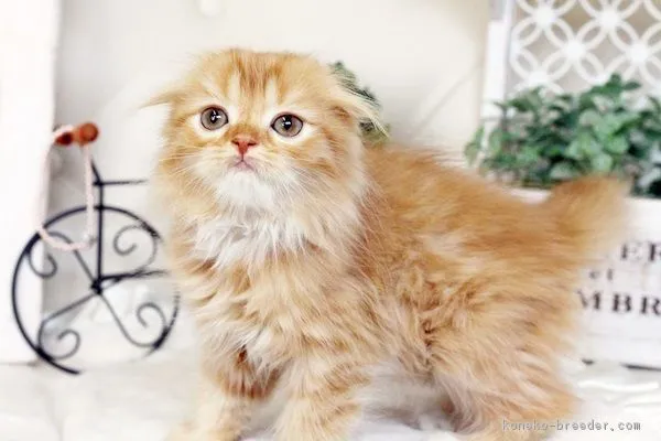 ID：1605-00138の子猫