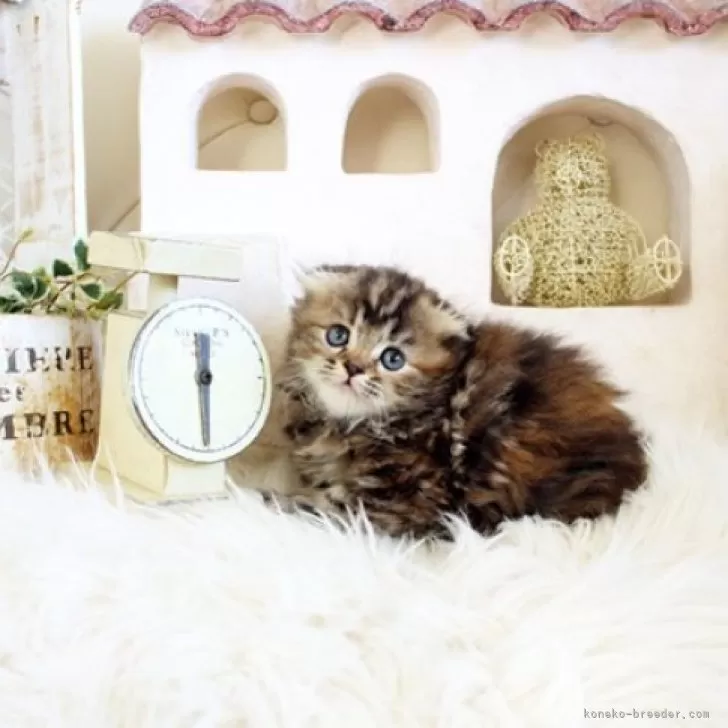 ID：2404-01798の子猫