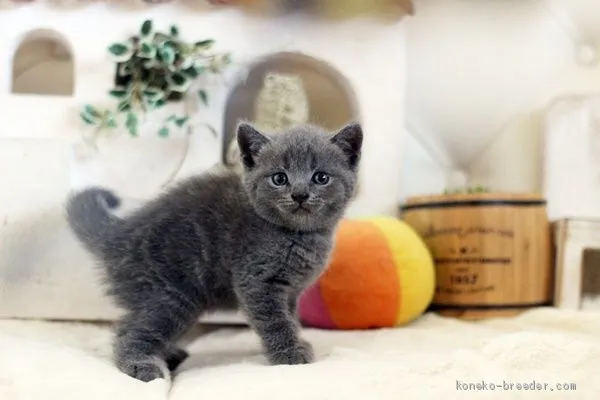 ID：2010-00934の子猫
