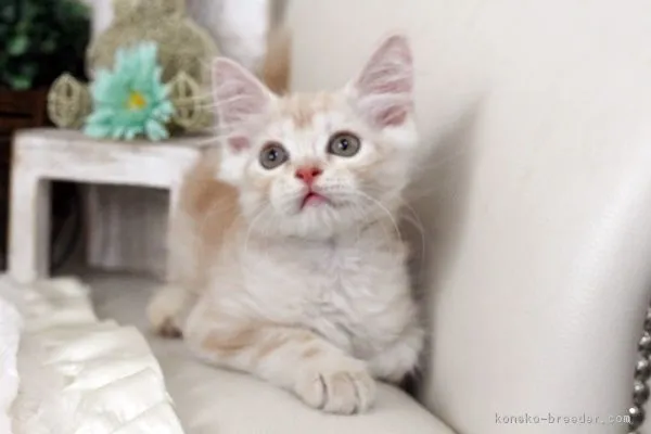 ID：1609-00825の子猫