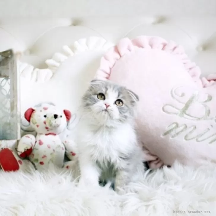 ID:2402-00520の子猫