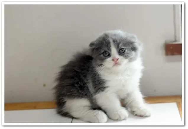 ID：1310-00257の子猫