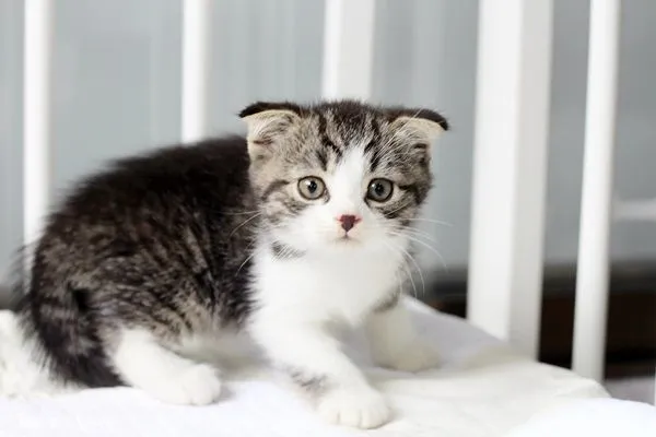 ID:1504-00183の子猫