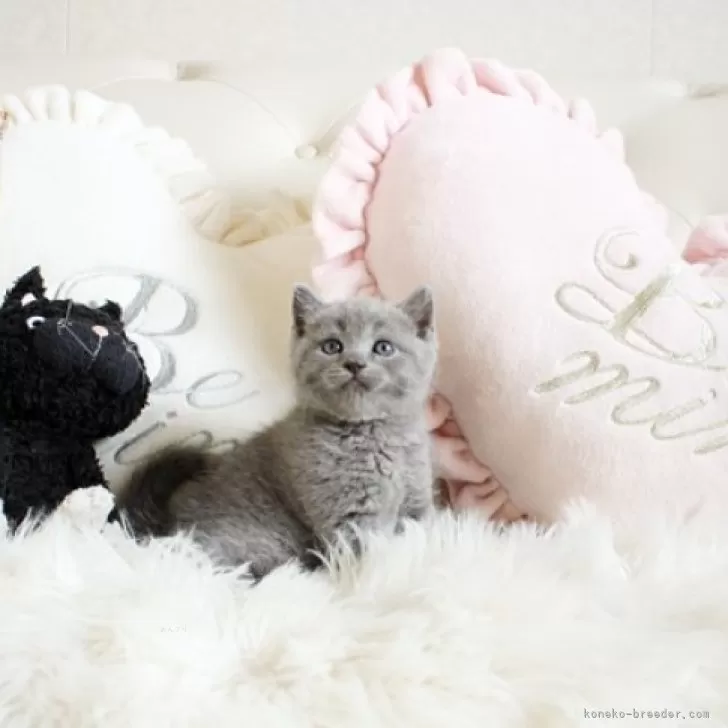 ID:2403-02427の子猫