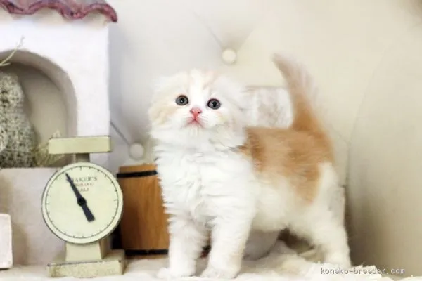 ID：2010-00938の子猫