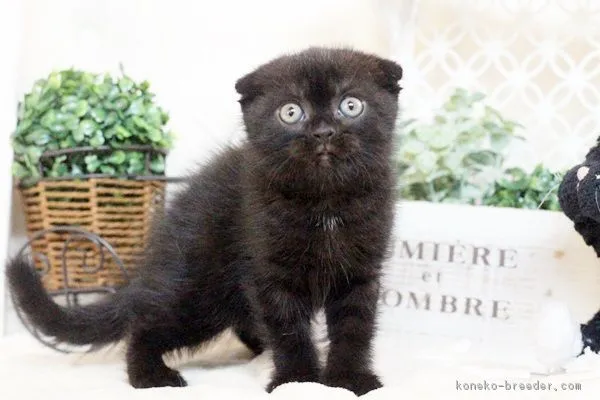 ID：1603-00418の子猫