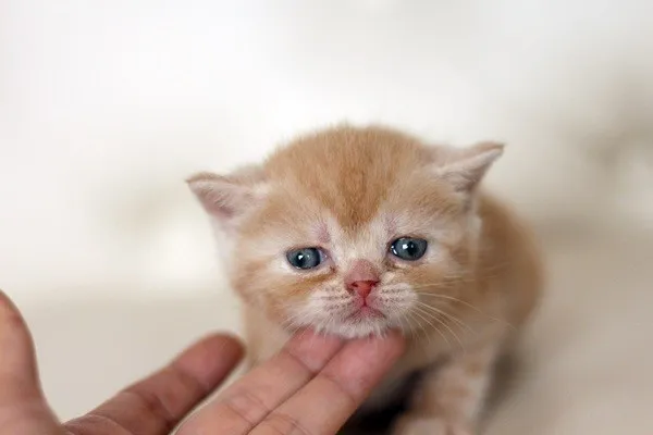 ID：1404-00205の子猫