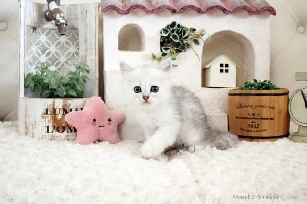 ID：2108-00475の子猫