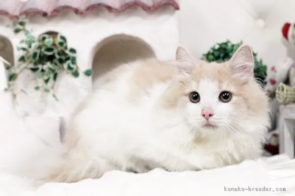 ID：1606-00003の子猫