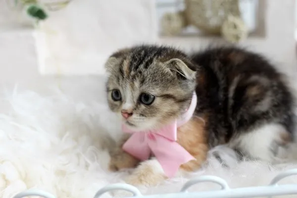 ID:1311-00014の子猫