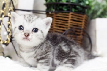 マンチカン【佐賀県・女の子・2016年6月9日・シルバータビー】の写真「」