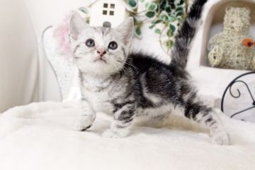 マンチカン【佐賀県・女の子・2016年6月9日・シルバータビー】の写真「」