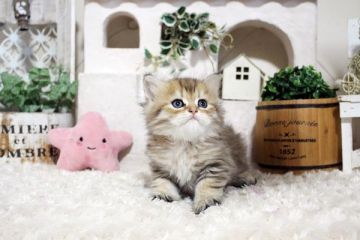 ペルシャ(チンチラ)【佐賀県・女の子・2021年9月2日・チンチラゴールデン】の写真「ウルウルお目目のチンチラちゃん★」