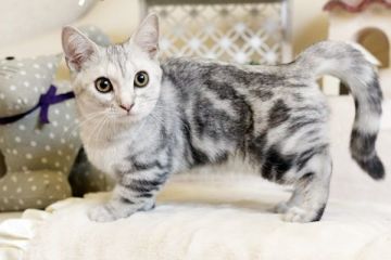 マンチカン【佐賀県・女の子・2016年6月9日・シルバータビー】の写真「」