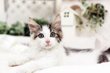 ノルウェージャンフォレストキャット【佐賀県・男の子・2016年8月10日・ブラウンタビー&ホワイト】の写真「」
