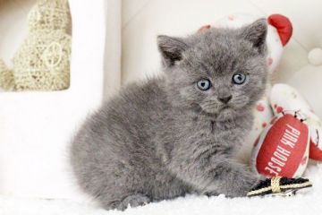 ブリティッシュショートヘア【佐賀県・男の子・2015年10月21日・ブルー】の写真「」