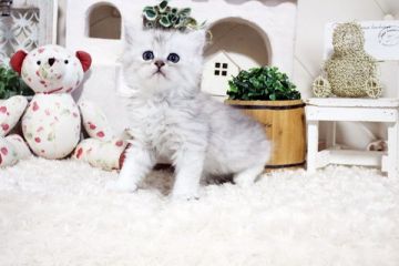 ペルシャ(チンチラ)【佐賀県・男の子・2021年9月2日・チンチラシルバー】の写真「ウルウルお目目のチンチラちゃん★」