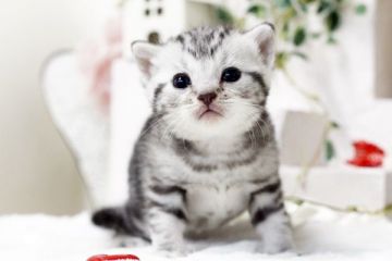 マンチカン【佐賀県・男の子・2016年6月9日・シルバータビー】の写真「」