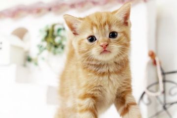 スコティッシュフォールド【佐賀県・女の子・2016年3月21日・レッドタビー】の写真「」