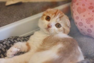 スコティッシュフォールド【佐賀県・女の子・2015年8月12日・レッドタビー&ホワイト】の写真「」
