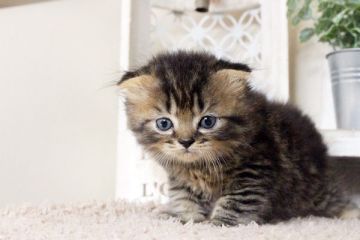 スコティッシュフォールド【佐賀県・男の子・2015年9月25日・ブラウンタビー】の写真「」