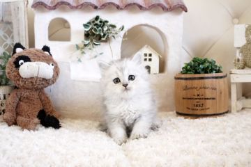 ペルシャ(チンチラ)【佐賀県・男の子・2021年10月8日・チンチラシルバー】の写真「可愛いチンチラちゃん★」