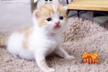 スコティッシュフォールド【佐賀県・女の子・2015年8月12日・レッドタビー&ホワイト】の写真「」