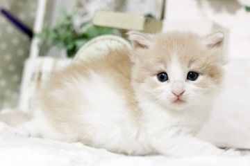 ノルウェージャンフォレストキャット【佐賀県・女の子・2018年6月8日・クリーム&ホワイト】の写真「とても美人なノルちゃんです☺」