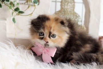 スコティッシュフォールド【佐賀県・女の子・2013年9月26日・キャリコ（ロング）】の写真「」