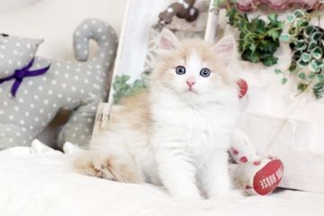 ノルウェージャンフォレストキャット【佐賀県・女の子・2019年4月18日・クリーム&ホワイト】の写真「可愛いお顔ノルちゃんです。」