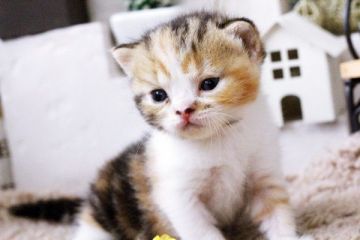 スコティッシュフォールド【佐賀県・女の子・2015年8月15日・キャリコ】の写真「」