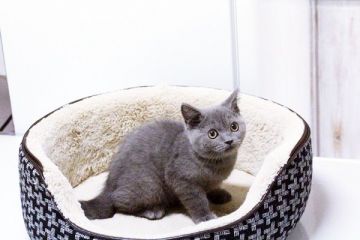 ブリティッシュショートヘア【佐賀県・女の子・2015年6月18日・ブルー】の写真「」