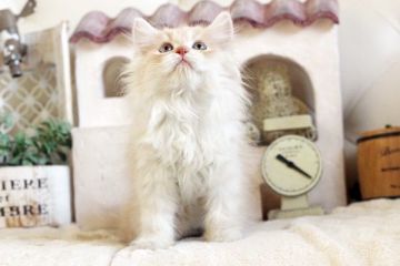 スコティッシュフォールド(立ち耳)【佐賀県・男の子・2020年9月7日・クリームタビー】の写真「真ん丸お目目のスコちゃんです♪」