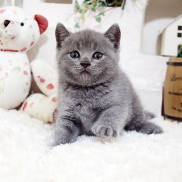 ブリティッシュショートヘア【佐賀県・男の子・2022年5月8日・ブルー】の写真「可愛いお顔のブリちゃんです♪」